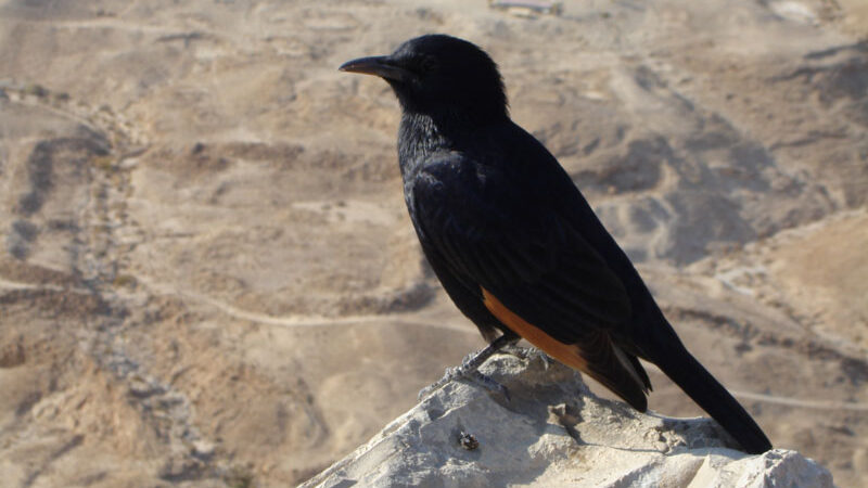 In Masada Da Vida, Baby  